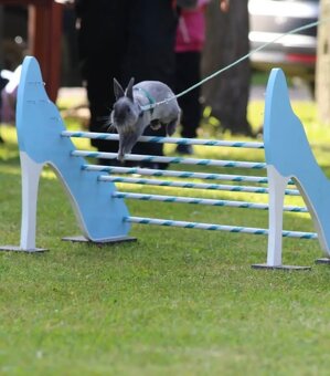 zakrslý králik - 4