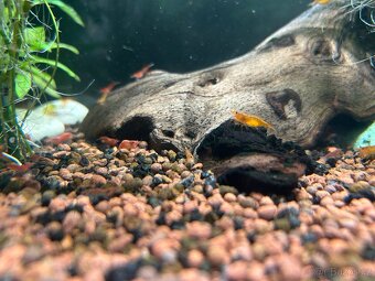 Sladkovodní krevetky – barevný mix Neocaridina (Černošice) - 4