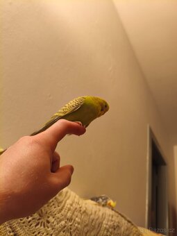 Samička andulky - 4