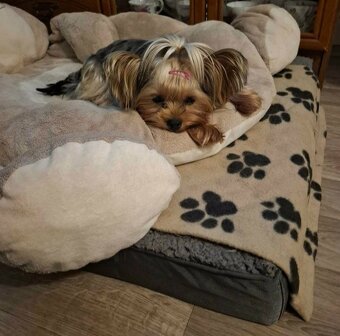 Jorkšírský teriér - 4