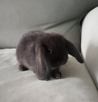 Zakrslý beránek králíček - 4