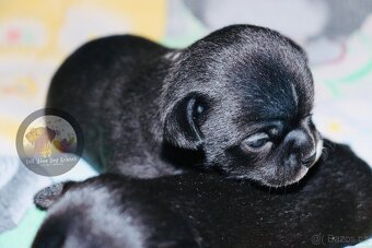 Čivava s PP k rezervaci - 4