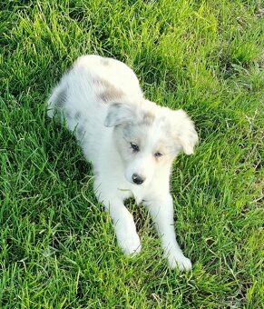 Border kolie , Collie , kolia - 4