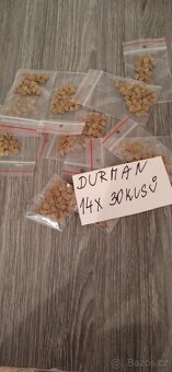Prodám semena Modry vlci bob lupina , také semena Durmanu žl - 4