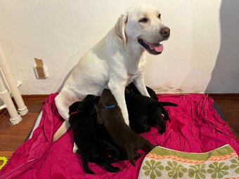 Labradorský retriever - štěňátka - 4