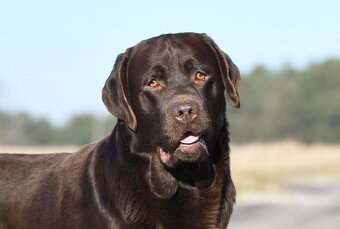 Prodám štěňátka Labradora s pp - 4