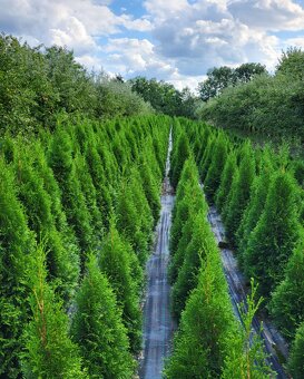 Tuje, Thuja,Thuje, tůje (Thuja occ. Smaragd) - 4