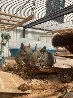 Osmák degu - 4