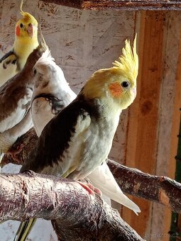 Korela chocholatá - 4