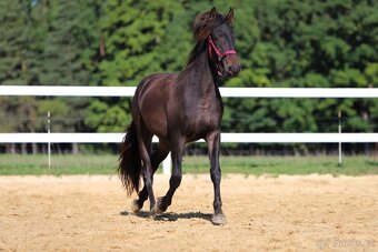 Z jara 3 letý valach Barock pinto - Frís - 4