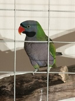 Alexandr Čínský 2.2 - 4