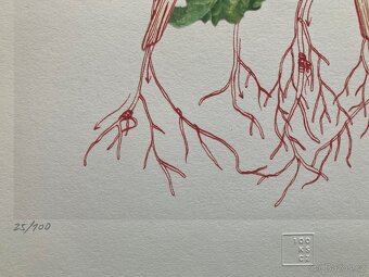 Eva Koťátková - Replanted - 4