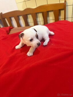 Jack russell teriér - 4
