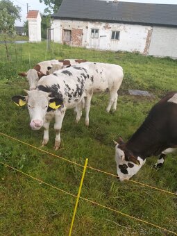 Janovice - 4