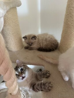 Ragdoll koťátka - 4