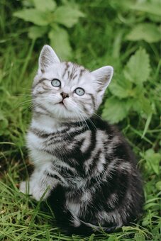 Britská koťata- whiskas - 4