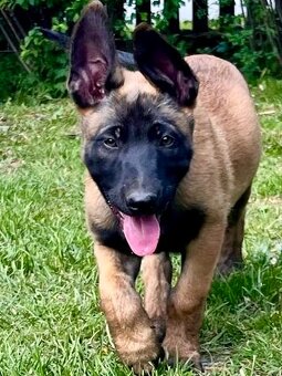 BELGICKÝ OVČÁK MALINOIS - ŠTĚŇATA S PP - 4