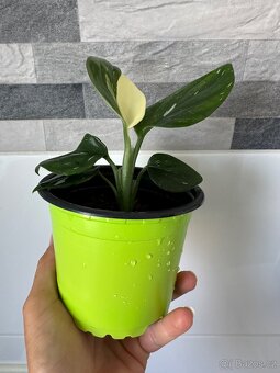 Monstera standleyana,,COBRA'' - 4