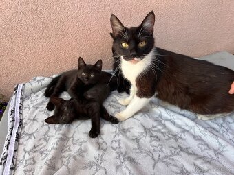 Darujeme koťátka - Tři bratři 🐈 (i jednotlivě) - 4