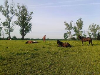 venkovní trekové ustájení - PADDOCK PARADISE - 4