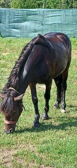 Sportovy pony valach - 4