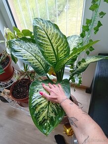 Dieffenbachia / Difenbachie - 4