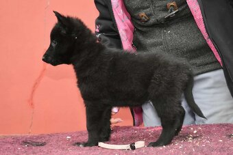 Belgický ovčák groenendael s PP - 4