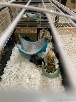 Morčata rozetky - dva samci Loki a Thor - 4