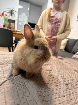 Zakrslý králík - 4