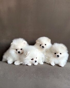 Pomeranian mini - 4