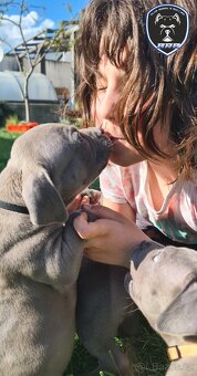 Fenka American Bully XL s pp - 4