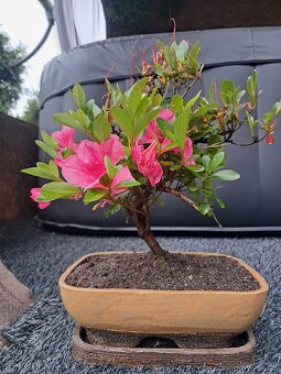 Bonsai,bonsaj Japonska Azalka - 4
