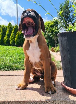 Německý boxer - 4