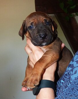 Tosa inu - nádherná štěňátka s PP - 4