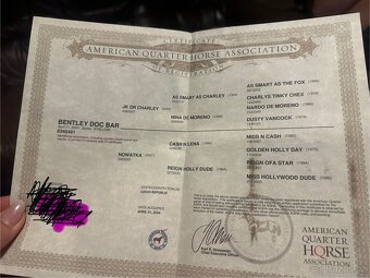 Roční valášek AQH s PP,čistý 6panel - 4