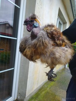 Kohout  Hedvábnička holokrčka a bílá vousatá - 4