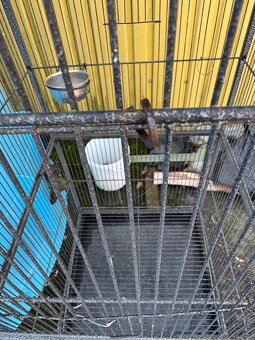 Ptačí voliéra - 4