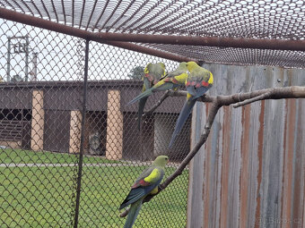 Papoušek horský - letošní - 4