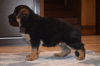 Nemecky ovcak kratkosrsty - 4