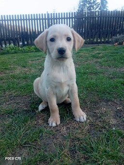 Prodej štěňat - 4