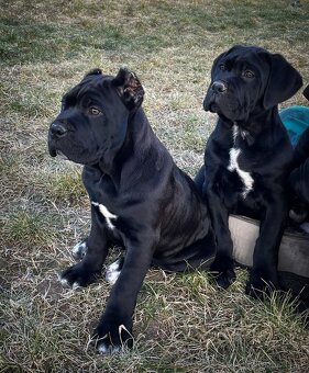 Cane corso šteniatka s rodokmeňom - 4