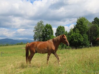 Dvouletý valach pony - 4