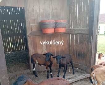 Ovce kamerunské - 4