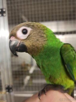 Ručně dokrmené vymazlené - 4