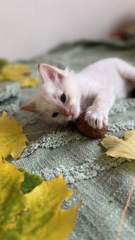 Ragdoll - 4