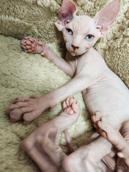 Sphynx kocourci velcí mazlíčci 😺 - 4