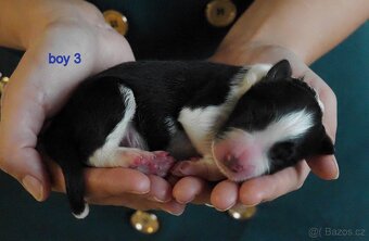 Border kolie s PP - 4