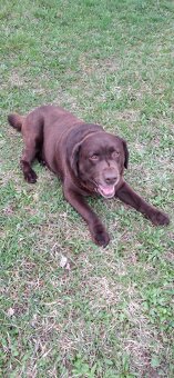 Labrador ke krytí - 4