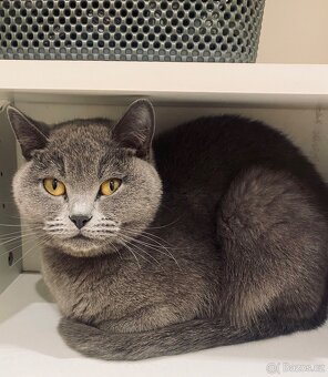 Prodám kočku – britská modrá - 4