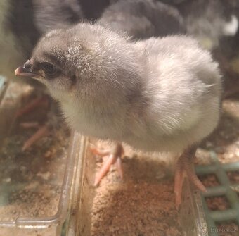 Kuřata - 4